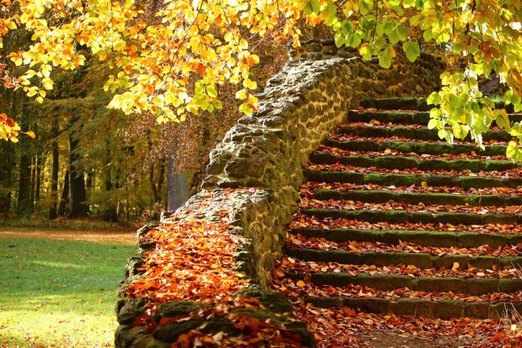 scale-ricoperte-di-foglie