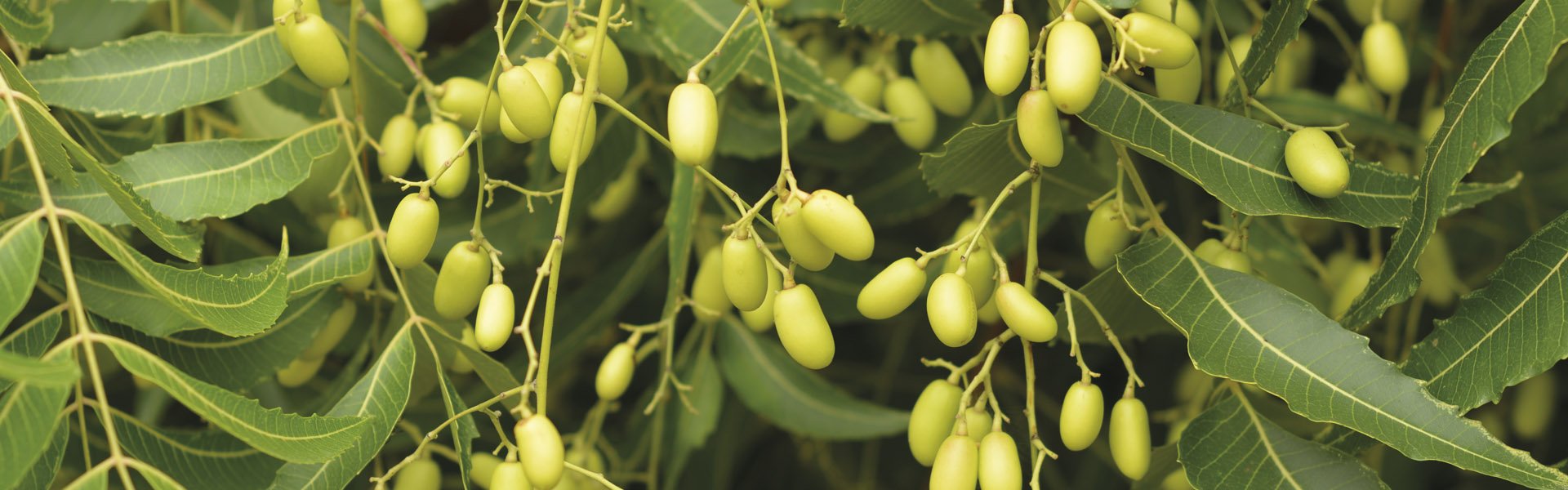 L' olio di neem e le sue proprietà • Emporio Agrario