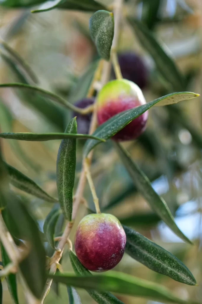 olive-raccolta-tardiva