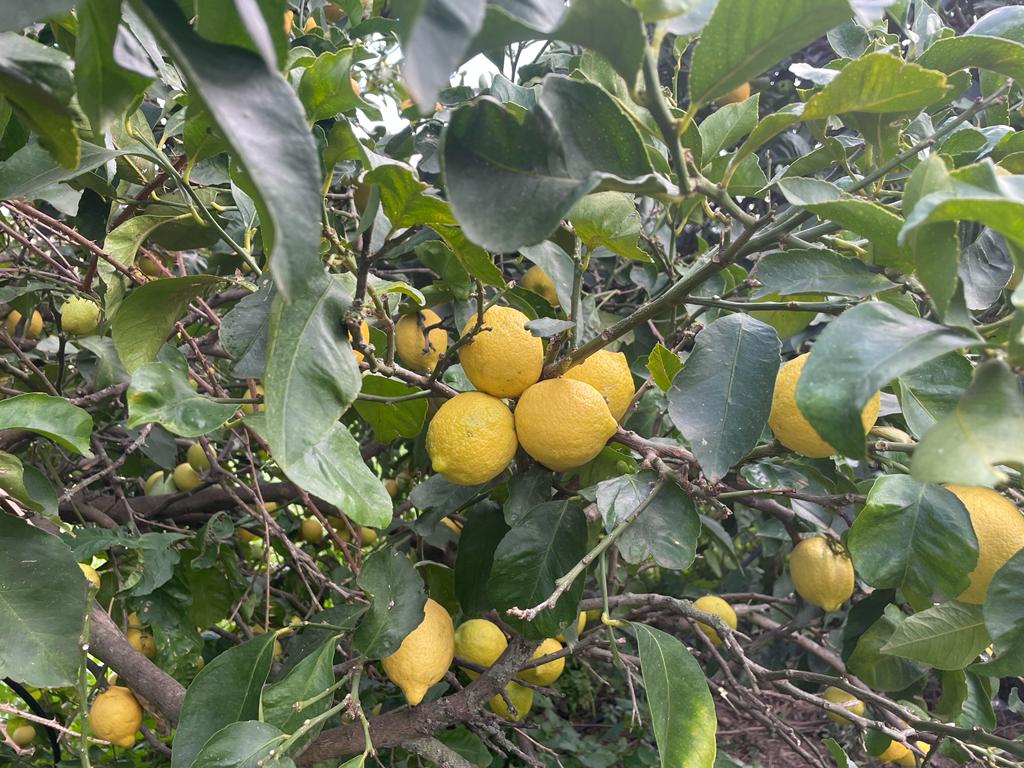 albero-limoni
